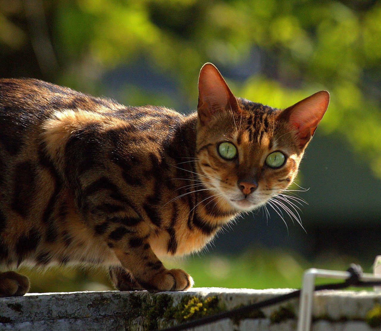 The Playful Spirit of the Bengal Cat